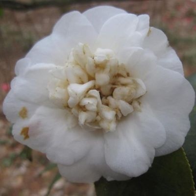 Anemonaeflora Alba